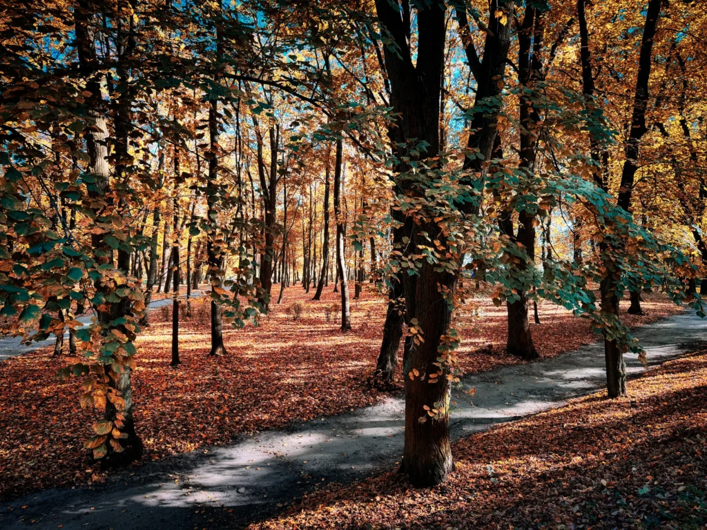 Fall Eye Allergies: Why Dry Eyes Make Symptoms Worse